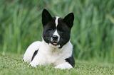 AKITA AMERICAIN 496
